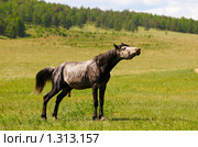 Конь. Стоковое фото, фотограф Храпова Марина / Фотобанк Лори