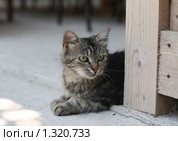 Кошка выглядывает из-за угла. Стоковое фото, фотограф Екатерина Воякина / Фотобанк Лори