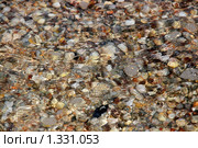 Разноцветные камушки, ракушки под прозрачной водой. Стоковое фото, фотограф Щеголева Ольга / Фотобанк Лори