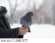Голубь на ладони. Стоковое фото, фотограф Andrey M / Фотобанк Лори