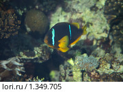 Коренной житель Красного моря. Красноморский двухполосый клоун (Amphiprion bicinctus) Стоковое фото, фотограф Наталья Волкова / Фотобанк Лори