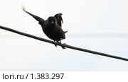 Галка (Corvus monedula) Стоковое фото, фотограф Василий Вишневский / Фотобанк Лори
