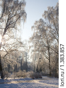 Заснеженный лес. Стоковое фото, фотограф Asja Sirova / Фотобанк Лори