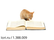 Рыжий котенок читает книгу. Стоковое фото, фотограф Евгений Дубинчук / Фотобанк Лори