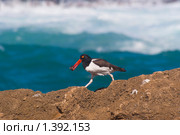 Обыкнове́нный кули́к-соро́ка (лат. Haematopus ostralegus)  с ракушкой. Стоковое фото, фотограф Ирина Кожемякина / Фотобанк Лори