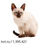 Сиамский котенок. Стоковое фото, фотограф Александр Егорин / Фотобанк Лори