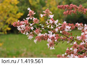 Сочи россия осеннее цветение абелии/abelia schumannii/ Стоковое фото, фотограф Елена Писклова / Фотобанк Лори