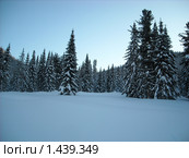Зимняя тайга в Кузнецком Алатау (2010 год). Редакционное фото, фотограф Константин Челомбитко / Фотобанк Лори