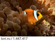 Рыба-клоун - Двухполосый амфиприон (Amphiprion bicinctus) Стоковое фото, фотограф Виктор Савушкин / Фотобанк Лори