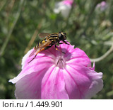 Ильница сходная (Heliophilus affinis) Стоковое фото, фотограф Заноза-Ру / Фотобанк Лори