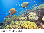 Пакистанские краснохвостые бабочки (Chaetodon Collare) Стоковое фото, фотограф Ольга Хорошунова / Фотобанк Лори