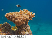 Типичный коралловый риф в Красном море, Египет. Стоковое фото, фотограф Виктор Савушкин / Фотобанк Лори