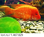 Цитроновая цихлозома (Cichlasoma citrinellum) Стоковое фото, фотограф ИВА Афонская / Фотобанк Лори