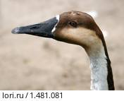 Гусь сухонос. Anser cygnoides. Стоковое фото, фотограф Щеголева Ольга / Фотобанк Лори
