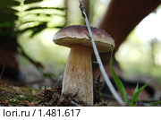 Белый гриб. Boletus edulis. Стоковое фото, фотограф Елена Ильина / Фотобанк Лори