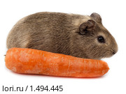 Морская свинка, Guinea pig, Cavy, Cavia porcellus. Стоковое фото, фотограф Василий Вишневский / Фотобанк Лори