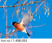 Зимний гость. Снегирь, Pyrrhula pyrrhula, Bullfinch. Стоковое фото, фотограф Василий Вишневский / Фотобанк Лори