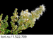 Рябинник рябинолистный (Sorbaria sorbifolia) на черном фоне. Стоковое фото, фотограф Алёшина Оксана / Фотобанк Лори