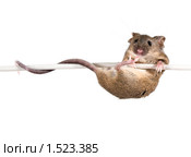 Обыкновенная домовая мышь  (Mus musculus)   на проводе. Стоковое фото, фотограф Ирина Кожемякина / Фотобанк Лори