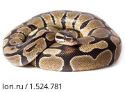 Питон королевский, Python regius. Стоковое фото, фотограф Василий Вишневский / Фотобанк Лори