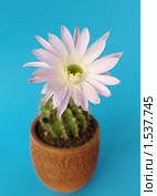 Цветущий кактус Echinopsis hybrid. Стоковое фото, фотограф Галина Хорошман / Фотобанк Лори