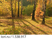 Лесной пейзаж. Стоковое фото, фотограф Алёшина Оксана / Фотобанк Лори