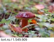 Польский гриб (лат. Xerocomus badius) — гриб рода Моховик. Стоковое фото, фотограф Елена Ильина / Фотобанк Лори