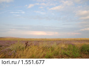 Летний пейзаж со степью и розовеющим от заката небом. Стоковое фото, фотограф Panitchkina Natalia / Фотобанк Лори