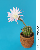 Цветущий кактус Echinopsis hybrid. Стоковое фото, фотограф Галина Хорошман / Фотобанк Лори