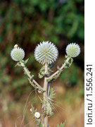 Мордовник шароголовый (Echinops sphaerocephalus) Стоковое фото, фотограф EtoileDeChemin / Фотобанк Лори