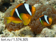 Пара рыб-клоунов охраняет гнездо с икрой - Двухполосый амфиприон (Amphiprion bicinctus) - Красное море, Синай, Египет. Стоковое фото, фотограф Виктор Савушкин / Фотобанк Лори