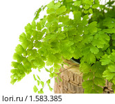 Адиантум венерин волос (Adiantum capillus veneris ), изолированно на белом. Стоковое фото, фотограф Tamara Kulikova / Фотобанк Лори