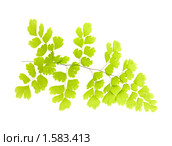 Адиантум венерин волос (Adiantum capillus veneris ), изолированно на белом. Стоковое фото, фотограф Tamara Kulikova / Фотобанк Лори