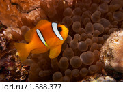 Рыба-клоун - Двухполосый амфиприон (Amphiprion bicinctus) - Красное море, Синай, Египет. Стоковое фото, фотограф Виктор Савушкин / Фотобанк Лори