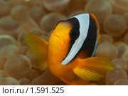 Рыба-клоун среди анемонов - Двухполосый амфиприон (Amphiprion bicinctus) - Красное море, Синай, Египет. Стоковое фото, фотограф Виктор Савушкин / Фотобанк Лори