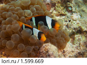 Пара рыб-клоунов охраняет гнездо с икрой - Двухполосый амфиприон (Amphiprion bicinctus) - Красное море, Синай, Египет. Стоковое фото, фотограф Виктор Савушкин / Фотобанк Лори