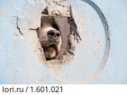 Собака за бетонным забором. Стоковое фото, фотограф Александр Щепин / Фотобанк Лори