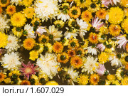 Фон из цветов. Стоковое фото, фотограф Ирина Игумнова / Фотобанк Лори