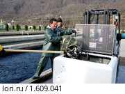 Рыбовод готовит молодь форели для взвешивания (2009 год). Редакционное фото, фотограф Анна Мартынова / Фотобанк Лори