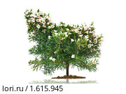 Куст. Геральдон крючковатый. Chamelaucium uncinatum. Стоковое фото, фотограф Олег Шеломенцев / Фотобанк Лори