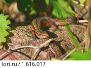 Ящерки болтают. Настоящая живородящая ящерица (Zootoca vivipara) Стоковое фото, фотограф Алёшина Оксана / Фотобанк Лори