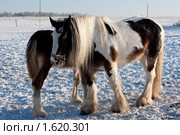 Кобыла с жеребёнком. Стоковое фото, фотограф Михаил Браво / Фотобанк Лори