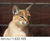 Каракал, пустынная (степная) рысь (лат. Caracal caracal) Стоковое фото, фотограф Михаил Борсов / Фотобанк Лори