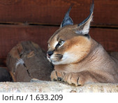 Каракал, пустынная (степная) рысь (лат. Caracal caracal) Стоковое фото, фотограф Михаил Борсов / Фотобанк Лори