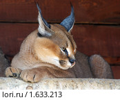 Каракал, пустынная (степная) рысь (лат. Caracal caracal) Стоковое фото, фотограф Михаил Борсов / Фотобанк Лори