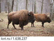 Пара бизонов (2010 год). Редакционное фото, фотограф Наталья Волкова / Фотобанк Лори