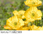 Мак полярный (Papaver radicatum) Стоковое фото, фотограф Наталия Шевченко / Фотобанк Лори