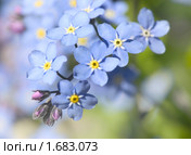 Незабудка (Myosótis), малая лубина резкости. Стоковое фото, фотограф Наталия Шевченко / Фотобанк Лори