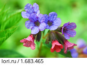 Медуница неясная цветет (Pulmonaria obskura) Стоковое фото, фотограф Алёшина Оксана / Фотобанк Лори