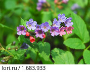 Медуница неясная цветет (Pulmonaria obskura) Стоковое фото, фотограф Алёшина Оксана / Фотобанк Лори
